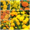 GardeningTreasures 75+ Giant Crackerjack Mix Marigold seeds