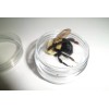 4 Real Carpenter bee DRYED SPECIMEN INSECT TAXIDERMY WE GOT