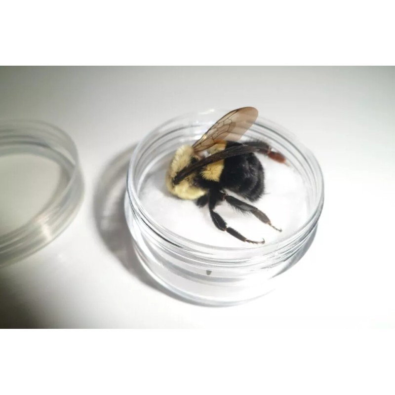 4 Real Carpenter bee DRYED SPECIMEN INSECT TAXIDERMY WE GOT
