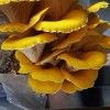 Roots ORGANIC - Golden Oyster Mushroom (Pleurotus citrinopileatu