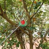 Bgzdxhxyr Disc Golf Retriever Pole, 10 Foot Extendable Pole with