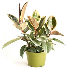 Shop Succulents | Rubber Ficus Tineke' House Plant in 6" Grow Pot, Hand Selected, Easy Care,