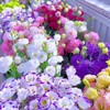 Lisianthus Seeds, Pack of 100 Mixed Color Eustoma Grandiflorum Seeds,
