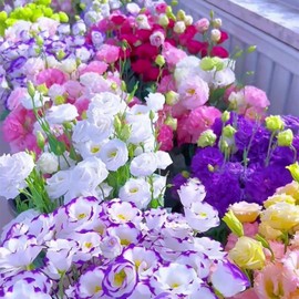 Lisianthus Seeds, Pack of 100 Mixed Color Eustoma Grandiflorum Seeds, Flower Seeds for Planting