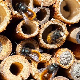 Mipcase 200PCS Mason Bee House Tubes:Reed Nest Tubes Refill Mason Bee Hollow Nesting Reed Tubes Inserts Replacement Liners Hotel House Box for Outdoor Beekeepers Solitary Bee Hive Supplies