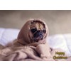 Pug Dog Christmas Card 'Happy Christmas' - Special Animal Xmas