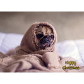 Pug Dog Christmas Card 'Happy Christmas' - Special Animal Xmas Card for Him Her from Pets Kids