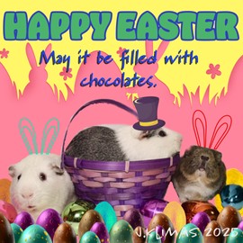 HAPPY EASTER - May it be filled with chocolates FUNNY Guinea Pig Novelty Magnet