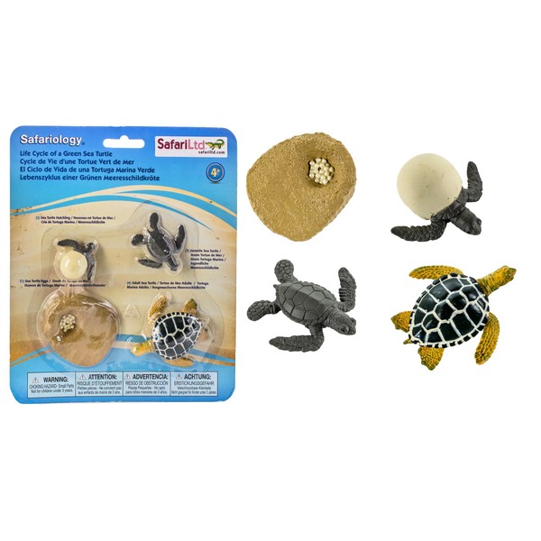 Safari Ltd. | Life Cycle of a Green Sea Turtle | Safariology Collection | Toy Figurines for Boys & Girls