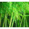 CZ Grain Giant Timber Bamboo Seeds for Planting | 100