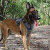 ICEFANG GN8 Tactical Dog Harness with 4X Metal Buckles for
