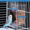 MEISO Automatic Bird Parrot Feeder Leakproof Splashproof with Water Dispenser