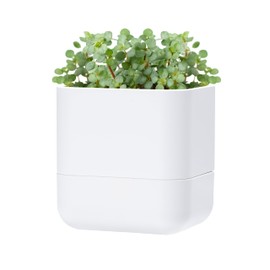 Phoenix Vine 6.5-Inch Wall Mounted Self-Watering Planter Pot for Indoor Houseplants and Herbs | Modern Hanging Planter for Window Sills, Bathroom Walls, Home & Office Décor, White, Set of 1, 01-WP-W-1