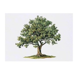 Azeeda 'Baum mit Gras' Temporäres Tattoo - Hautfreundlicher & Ungiftiger Abziehbild · Wasserfest (TO00078013)