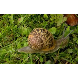 Crema Baba De Caracol Y Concha Nacar Estrias Marcas Arrugas                                                                                           