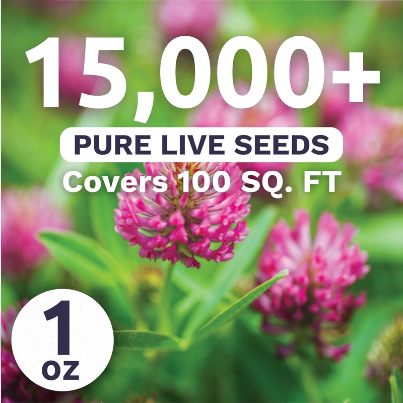 Red Clover - Large 1 Ounce Packet - 15,000 Flower