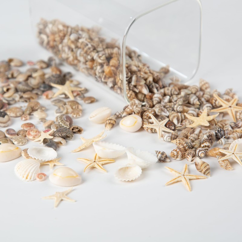 Baiinjiene 1300 PCS Small Seashells for Crafts, Tiny Mixed Sea
