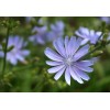 Pure Herbs: Chicory - 1 oz.