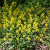 Yellow Rocket Seeds (Barbarea vulgaris) Packet of 30 Seeds