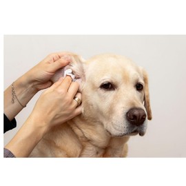 PUREPET Dog and Puppy Health Grooming Fresh Foaming Gentle Ear Care Cleaner Aloe Vera Coconut (5 Bottles)