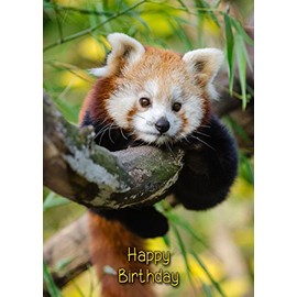Red Panda Birthday Card