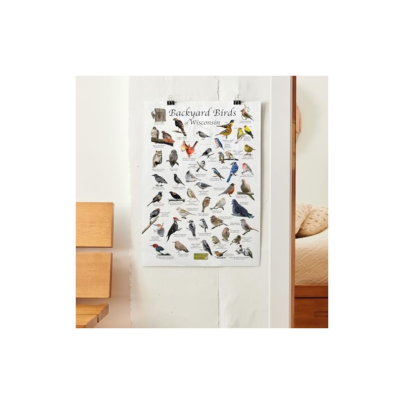 Where's Wildlife Backyard Birds of Wisconsin Bird Identification Poster (12"
