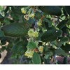 CZ Grain 10 Mountain Mahogany Bush Seeds Cercocarpus betuloides