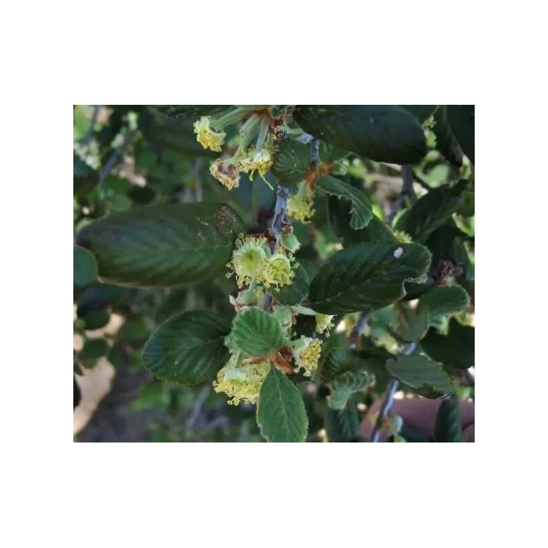 CZ Grain 10 Mountain Mahogany Bush Seeds Cercocarpus betuloides