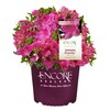 2 Gal. Autumn Royalty Shrub