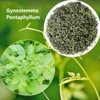 HOLFLYING Té Jiaogulan 100% Natural, 40 Bolsitas De Té, Té