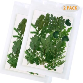 42 PCS Real Dried Pressed Leaf Flowers Plant Herbarium for Craft Resin Jewelry Making (Green Leaf )
