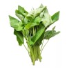 Seed-Top 100+ Seed Water Spinach White for Yard & Garden