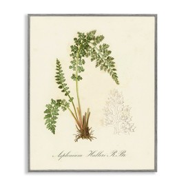 Stupell Industries Scientific Fern Study Gray Framed Giclee Wall Art Design by Tina Higgins Designs, Inc., 24 x 30
