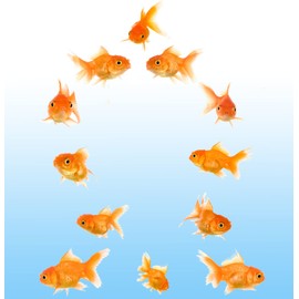 Vinyl Stickers 12 Goldfish Wall Decals Peel and Stick Wall Decor Stickers for Home Bathroom Kitchen Windows Wall Decor Laptop Sticker Car Decal Travel Luggage Sticker Decorations