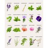 40 Tactiko Medicinal & Tea Herb Seeds Variety Pack for