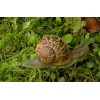 Crema Baba De Caracol Y Concha Nacar Estrias Marcas Arrugas