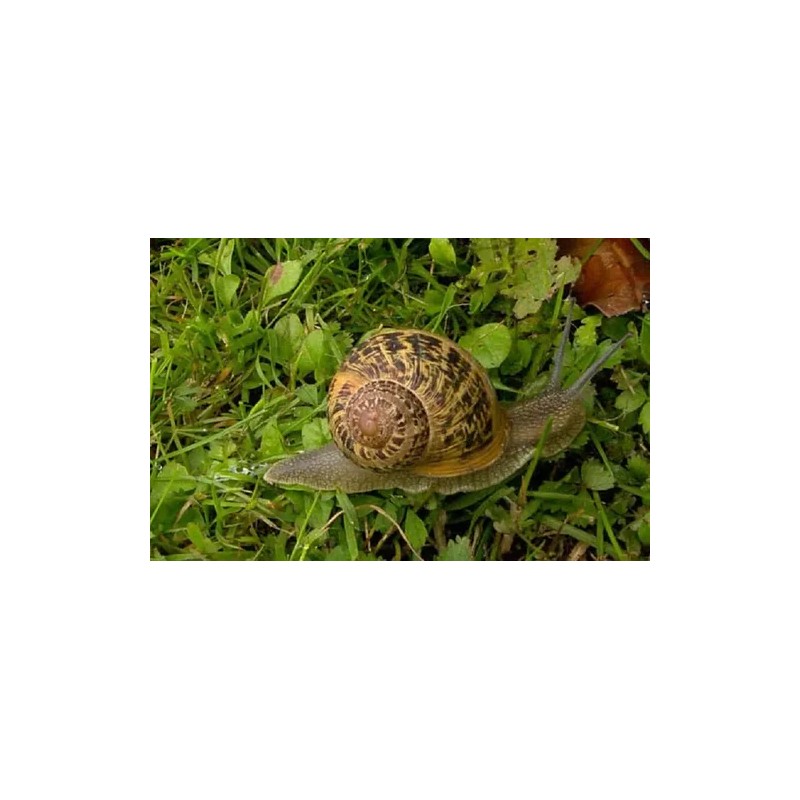 Crema Baba De Caracol Y Concha Nacar Estrias Marcas Arrugas