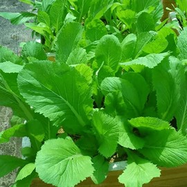 [Mai's Family] 500+ Seeds - Chinese Mustard - Small GAI Choi - CAI Be Xanh - Seeds