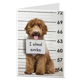 LimaLima Funny Dog Birthday Card I Steal Socks Perfect For Men & Women Husband Wife Boyfriend Girlfriend