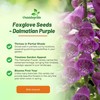 Outsidepride Digitalis Purpurea Dalmatian Purple Foxglove Seeds – 25 Pcs
