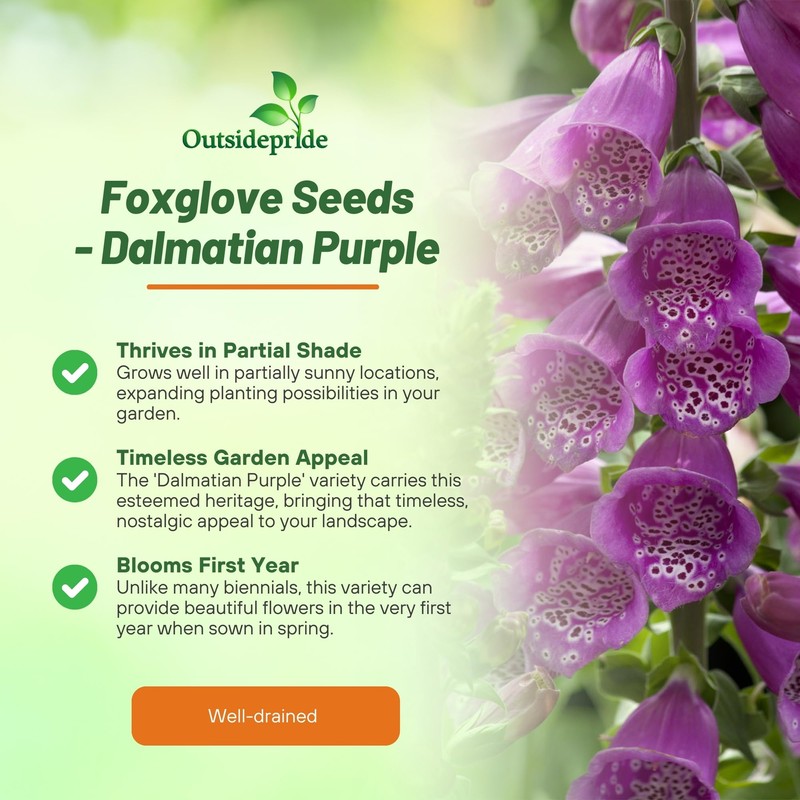 Outsidepride Digitalis Purpurea Dalmatian Purple Foxglove Seeds – 25 Pcs