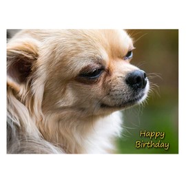 Chihuahua Dog Birthday Card