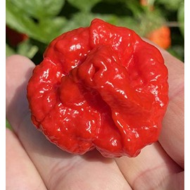Wartryx Ultrahot Red Pepper Premium Seed Packet Possibly Hottest in The World