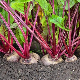 TomorrowSeeds - Detroit Dark Red Beet Seeds - 200+ Count - for 2025 Planting Ruby Red Beet Harvard Blood Turnip Mangel Beetroot Garden Cold Hardy Root Vegetable Grow Your Own Home Farm Patio Healthy