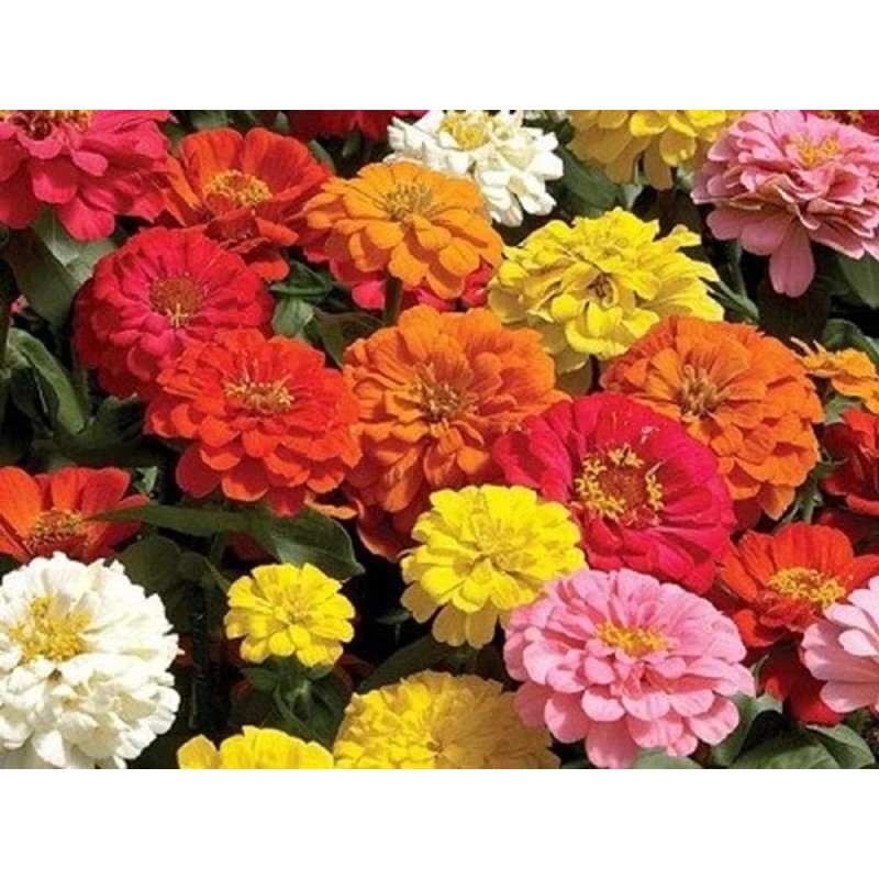 Zinnia California Giant Flower Seeds, Bulk Pack 8 Oz, 22,000+