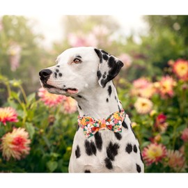Lionheart glory Premium Floral Dog Collars, Bowtie Dog Collar, Adjustable Heavy Duty Girl Dog Collar with Bow for Medium Dogs