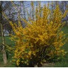 Live Japanese Garden Juniper aka Juniperus procumbens 'Nana' Plant Fit