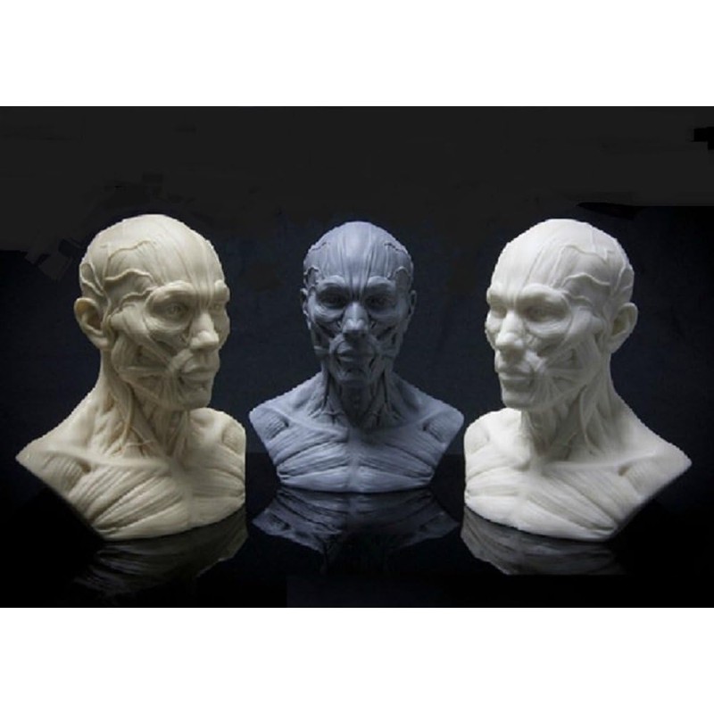Iwamatu Human Body Anatomy Model, Head Model, Head Tendon Model,
