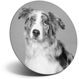 Destination Vinyl ltd Magnet for Refrigerator, Fridge BW - Australian Shepherd Dog Puppy Cute for Office, Cabinet and Whiteboard, Magnetic Stickers, 43400