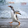 Alpha Edition - Penguins 2025 Brochure Calendar, 30 x 30